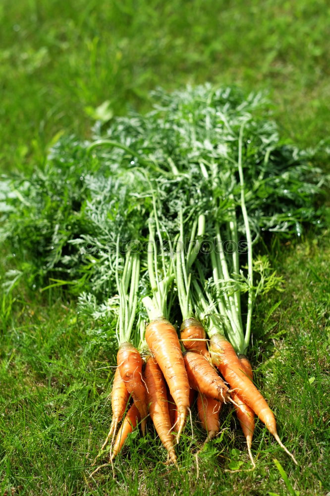 Similar – carrot Food Nutrition