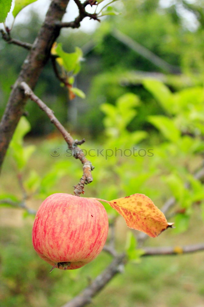 Image, Stock Photo Ripe apples shortly before harvesting