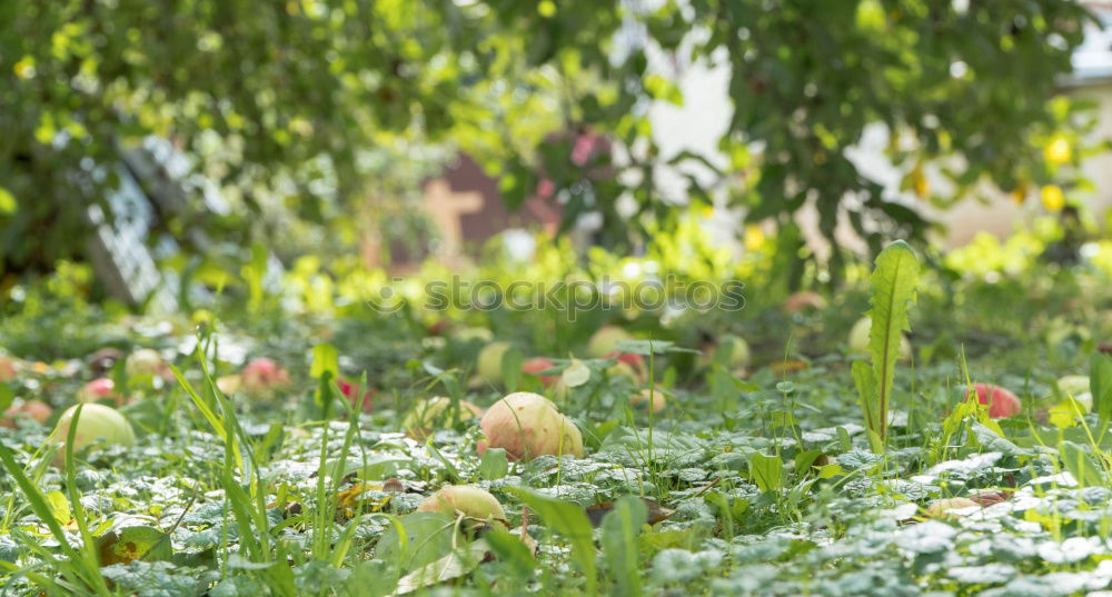 Foto Bild Apfelernte Lebensmittel
