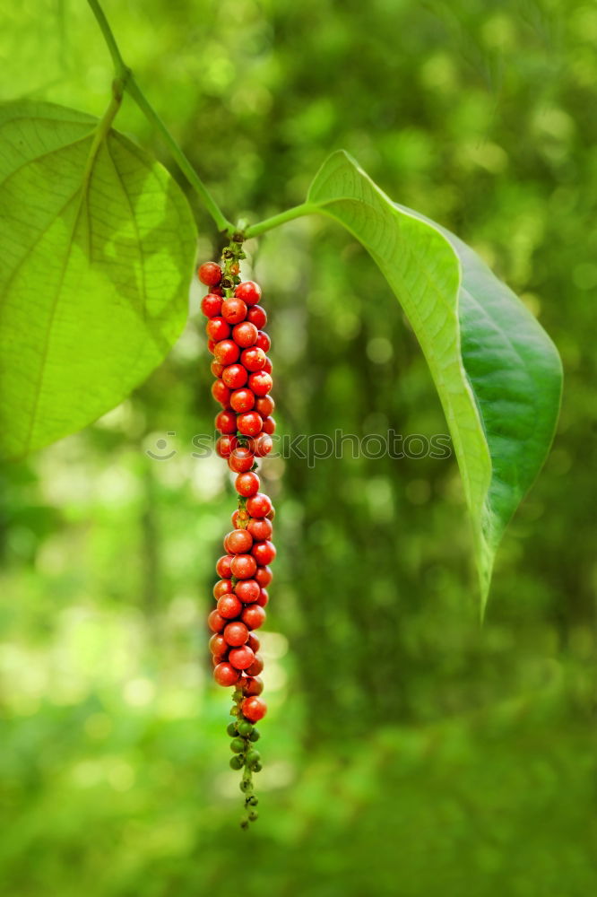 Similar – Image, Stock Photo Health pills from the shrub