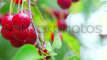 Similar – Image, Stock Photo cherries Fruit Nutrition