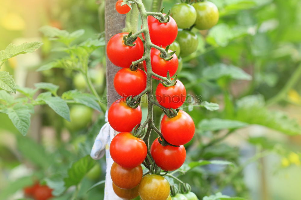 Similar – Image, Stock Photo Tomatoes again Fruit