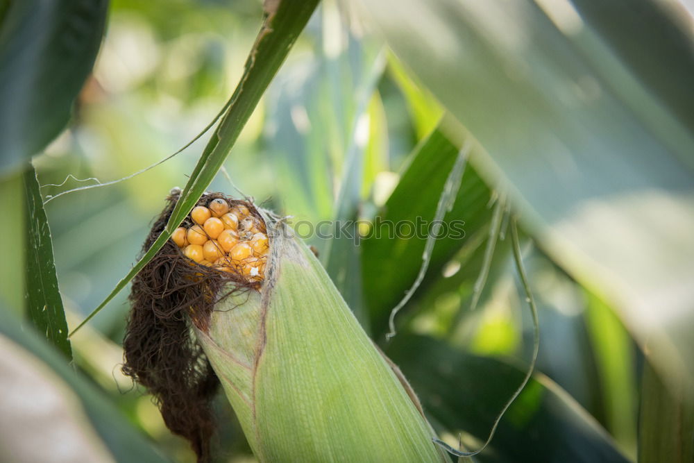 Similar – Image, Stock Photo maize field Food Vegetable