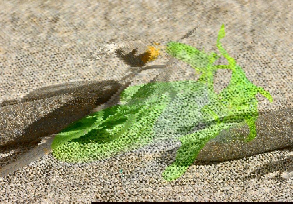 Similar – Foto Bild little acer 2 Ahorn