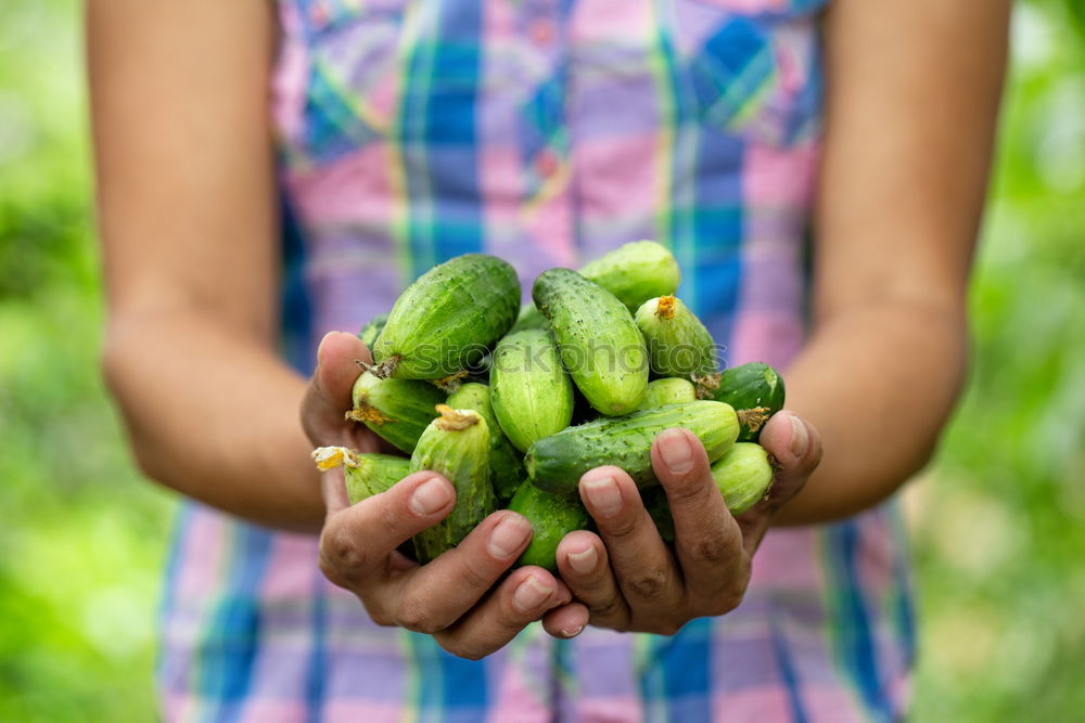 Similar – Image, Stock Photo Sugar peas in children’s hands