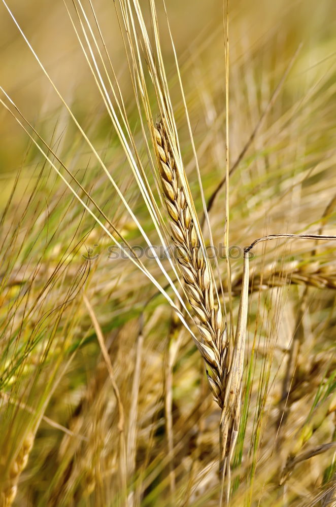 Similar – Gerstenfeld Ähren