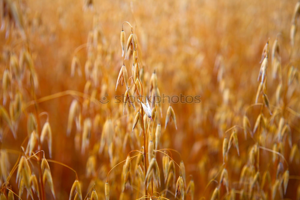 Similar – triticale Environment