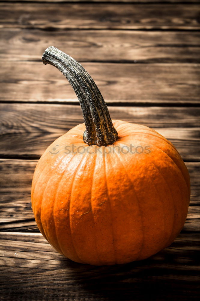 Similar – Image, Stock Photo Pumpkin on rustic wood