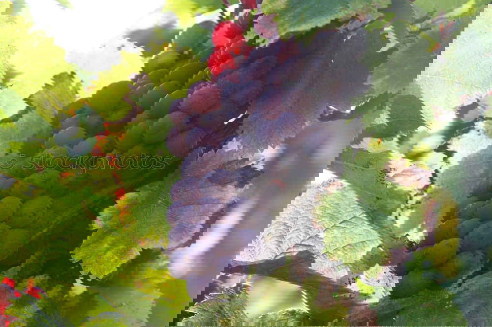 Similar – Image, Stock Photo Grapes 4 Summer