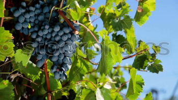 Similar – Image, Stock Photo selection Food Fruit