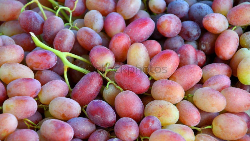 Similar – Image, Stock Photo what became of the good apples…