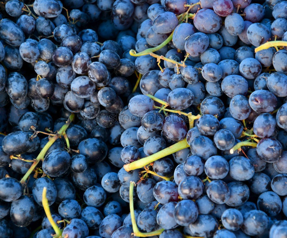 Similar – Foto Bild Blau blau blau sind alle meine Beeren