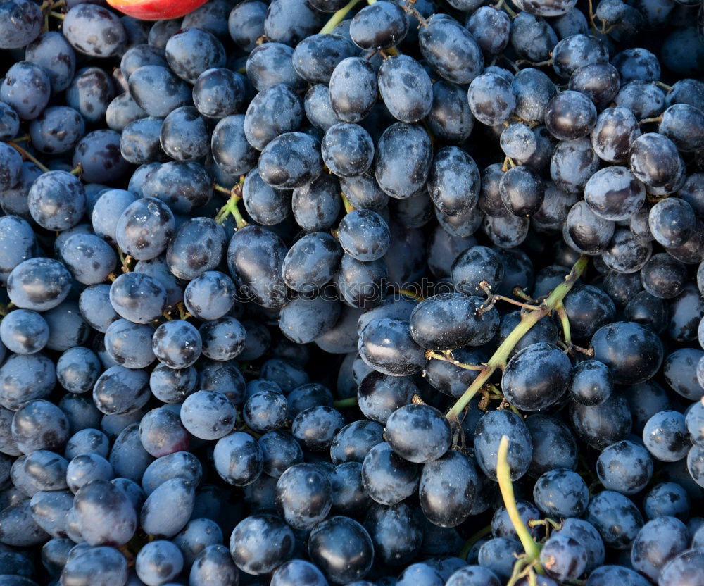 Foto Bild Blau blau blau sind alle meine Beeren