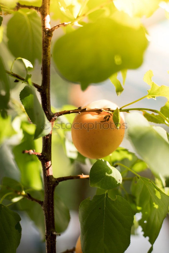 Similar – Image, Stock Photo Chestnuts Physalis Elderberry