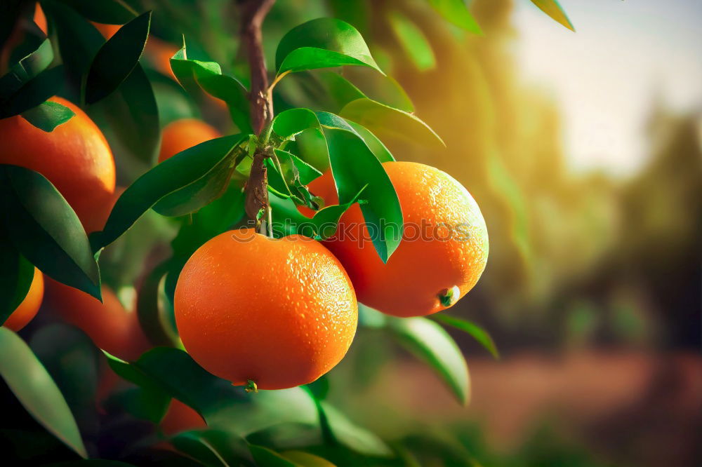 Similar – Image, Stock Photo Orange scent. Environment