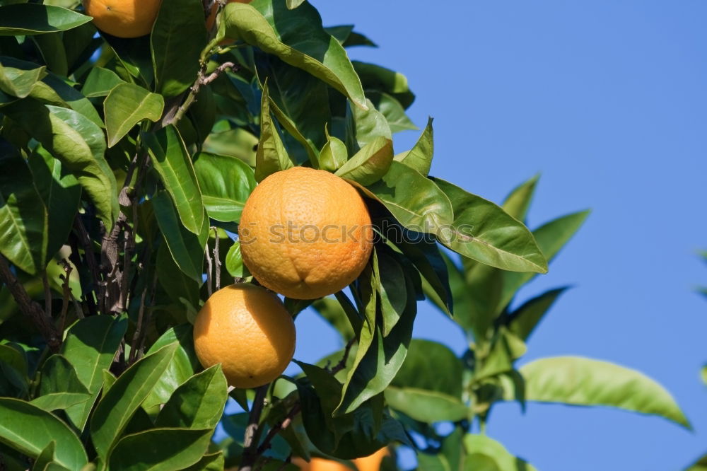 Similar – Image, Stock Photo Oranges on a branch. Orange trees in plantation.