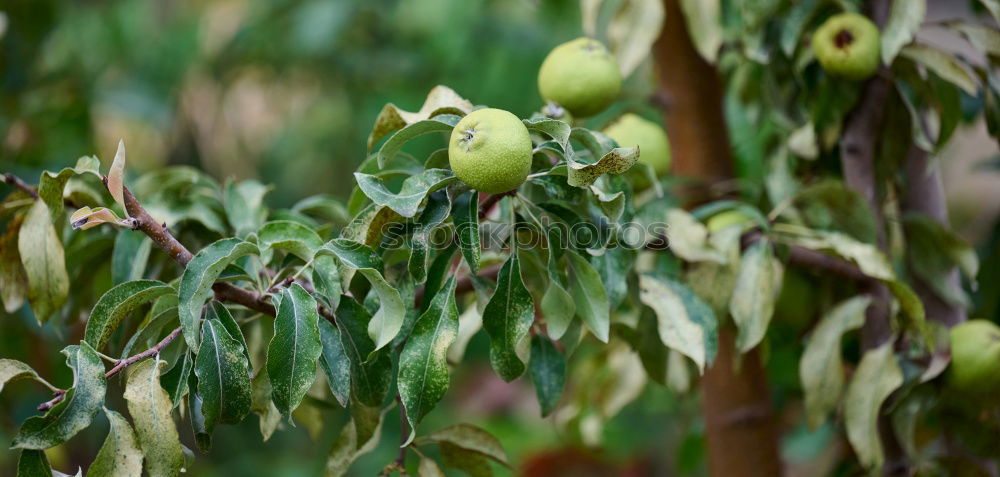 Similar – Image, Stock Photo Chestnuts Quinces Physalis