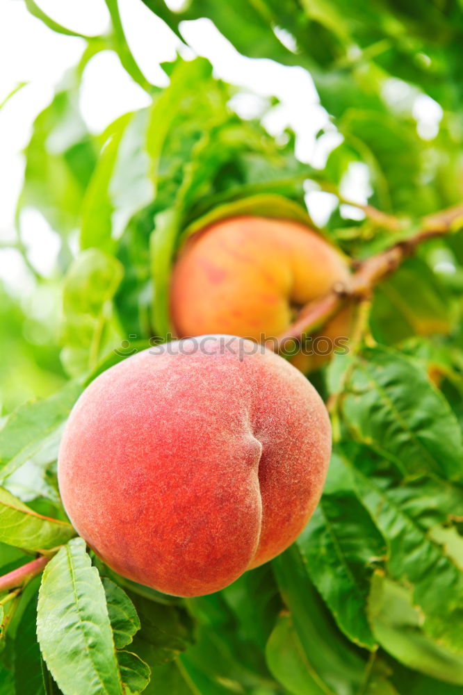 Similar – Image, Stock Photo Trash 2018 Apples, now in storage.