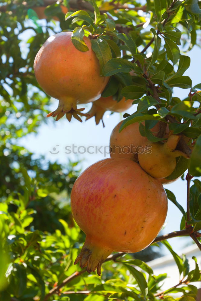 Similar – Image, Stock Photo soon… Fruit Apple Autumn