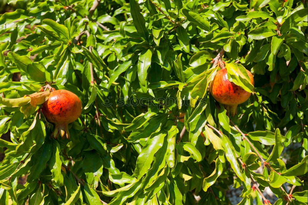 Similar – Image, Stock Photo Fresh red apples hanging from the tree in September