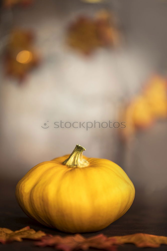 Similar – Image, Stock Photo Pumpking with a stone wall background