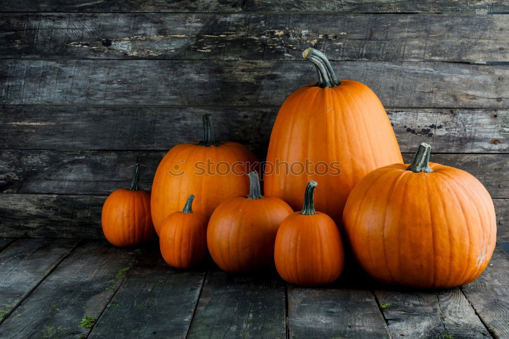 Similar – Image, Stock Photo KÜR VI Food Pumpkin