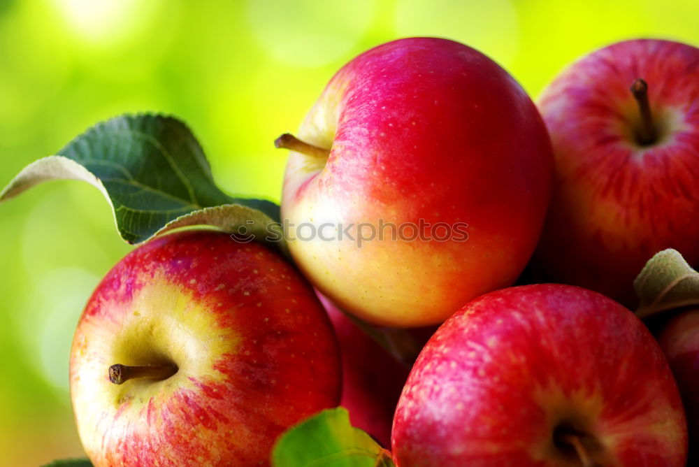 apple harvest Fruit Apple