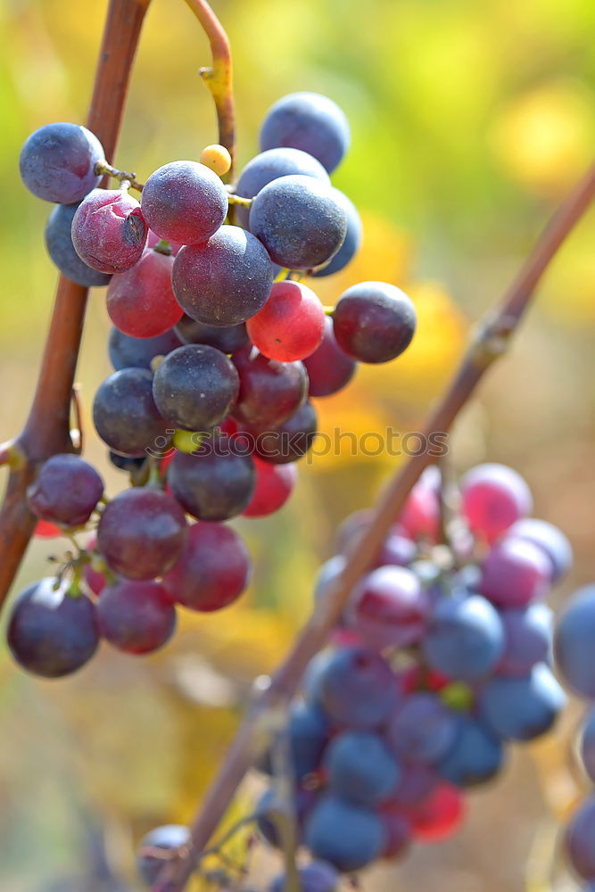 Similar – Image, Stock Photo Wine blue. Nature Esthetic