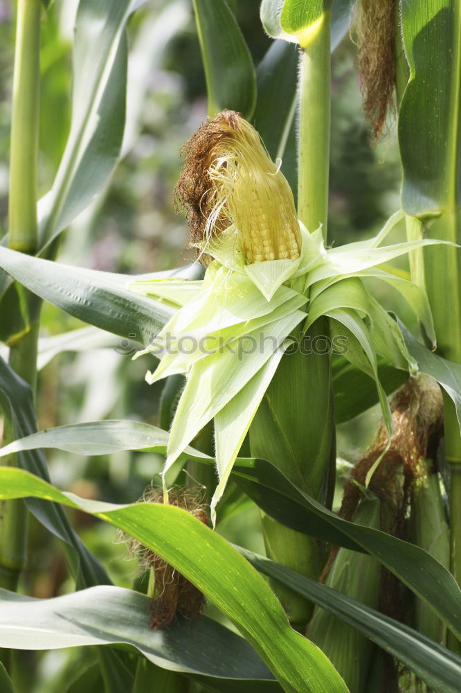 Similar – Image, Stock Photo maize field Food Vegetable