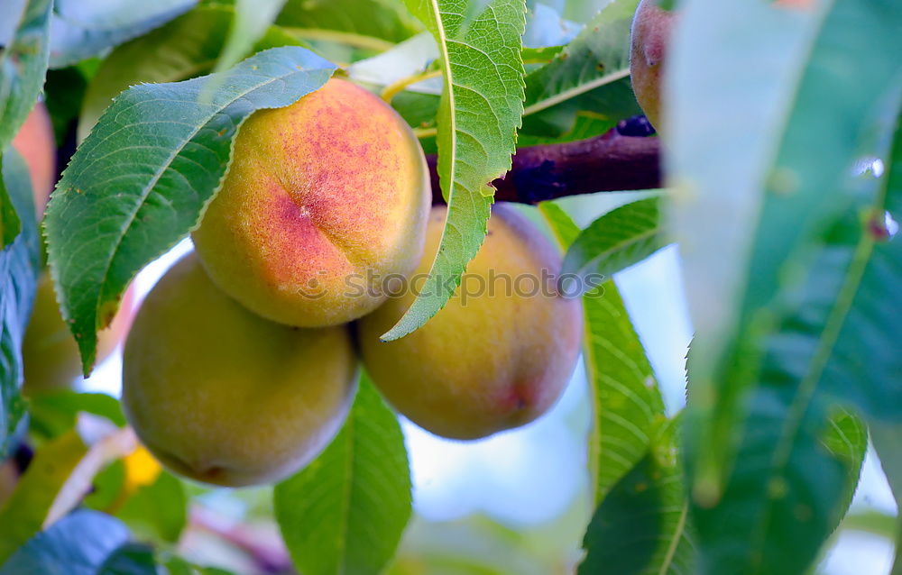 apple trio 3 Red Green