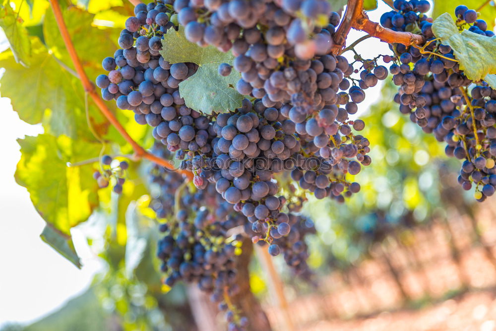 Similar – Image, Stock Photo grape in the field Fruit