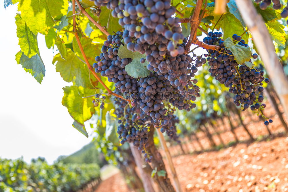 Similar – Image, Stock Photo Red wine grapes Fruit