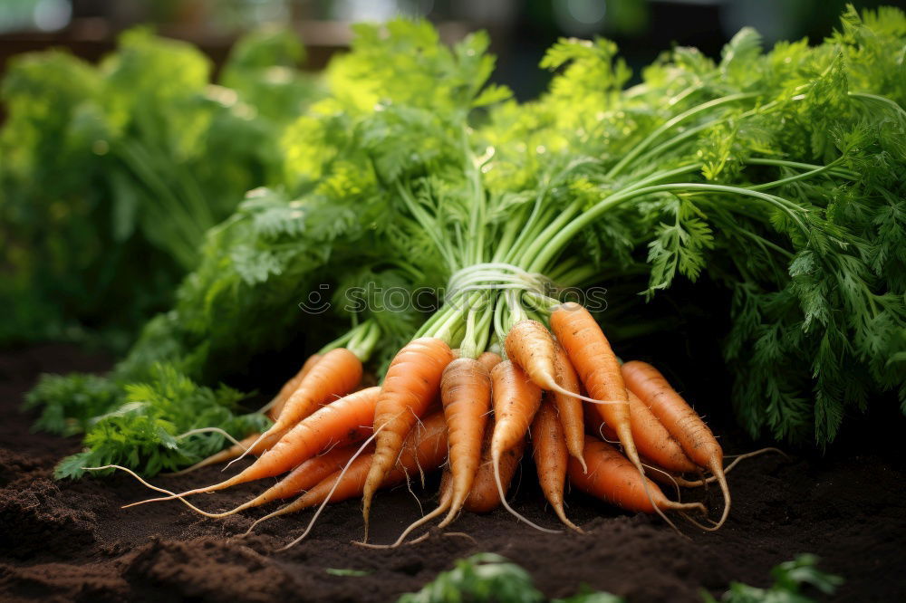 Similar – Image, Stock Photo Carrots Vegetable