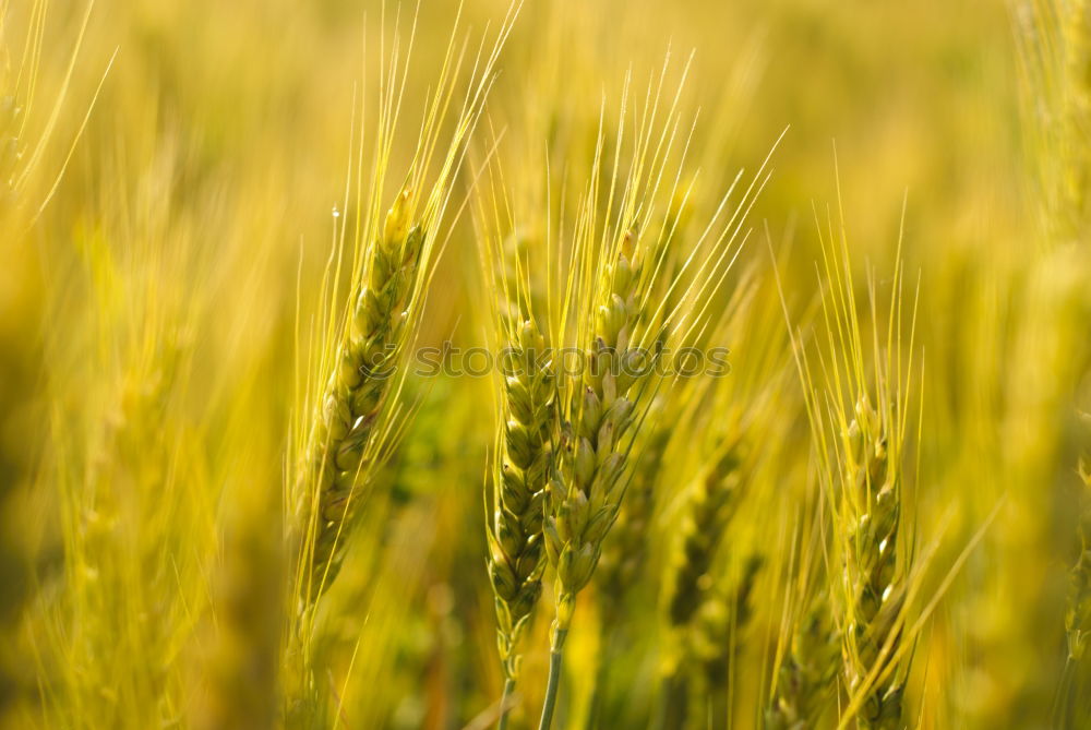 Similar – Field of grass on sunset