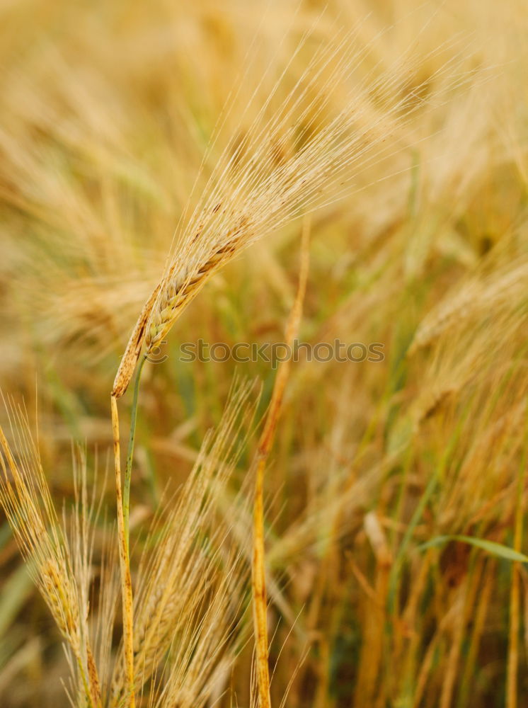 Similar – Field of grass on sunset