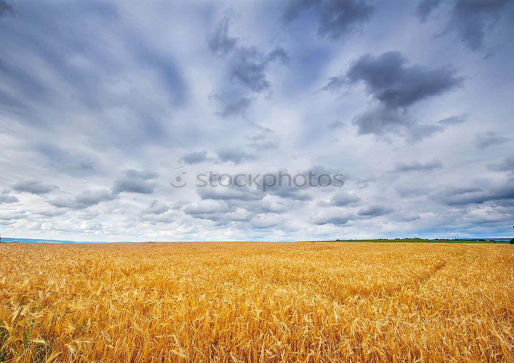 Similar – Wolken-Reich Ernte Weizen