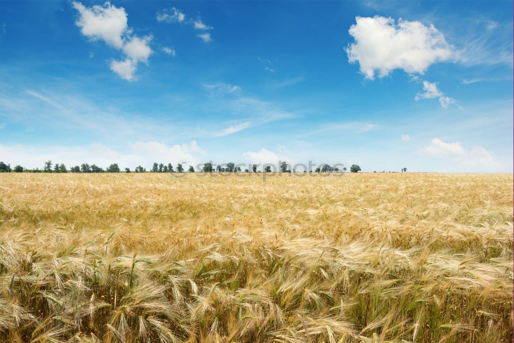 Image, Stock Photo harvest time Field Straw