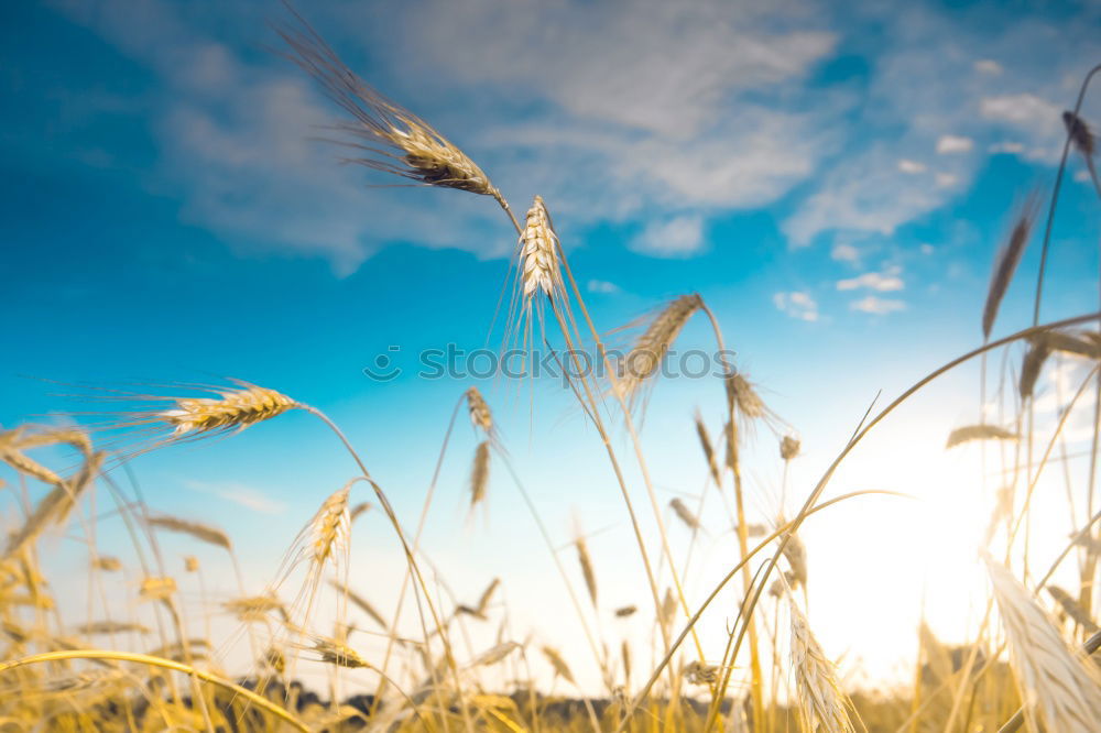 Similar – Foto Bild wunschvorstellung Umwelt