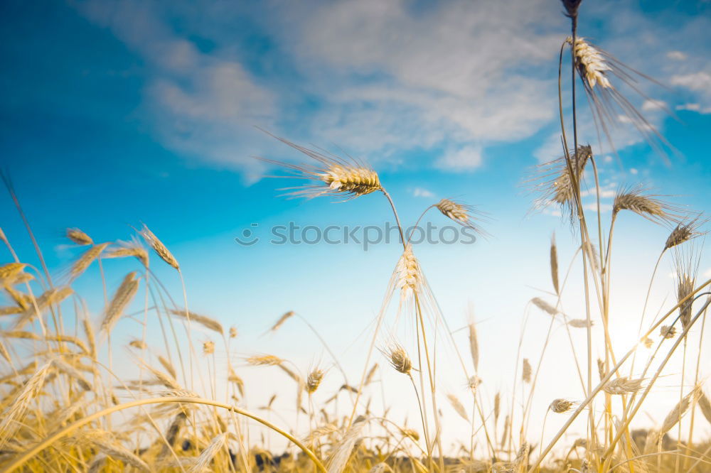 Similar – Foto Bild Du wirst beobachtet…