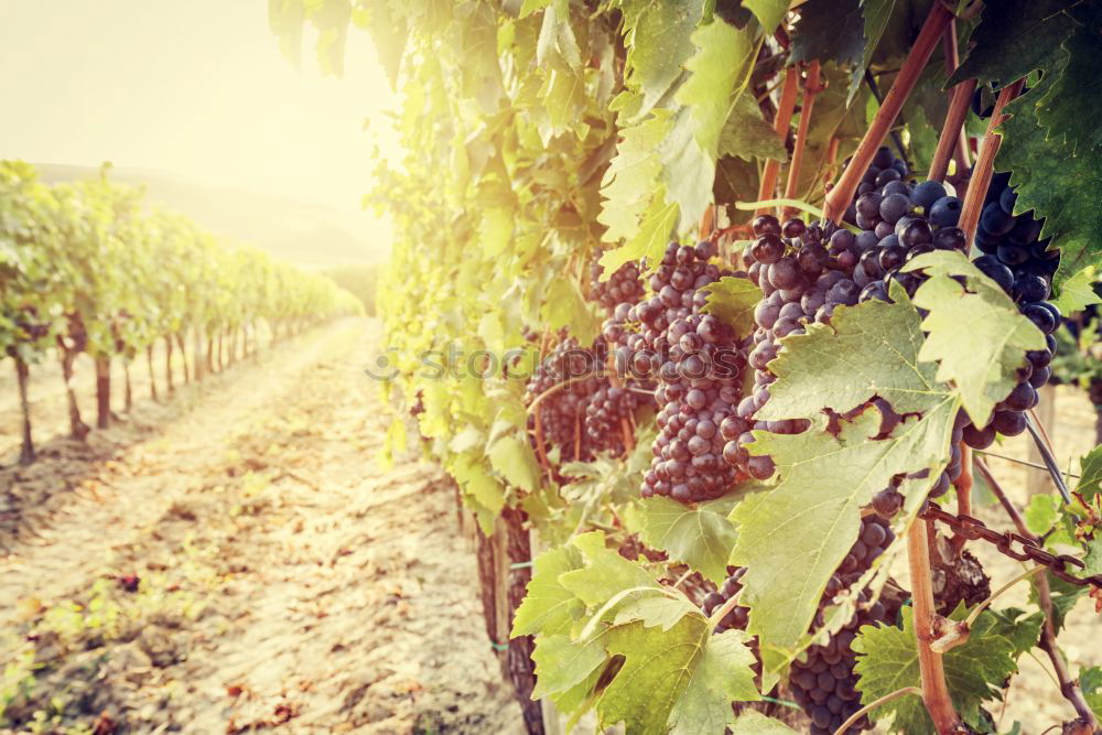 Similar – Image, Stock Photo Vineyards on sunset.