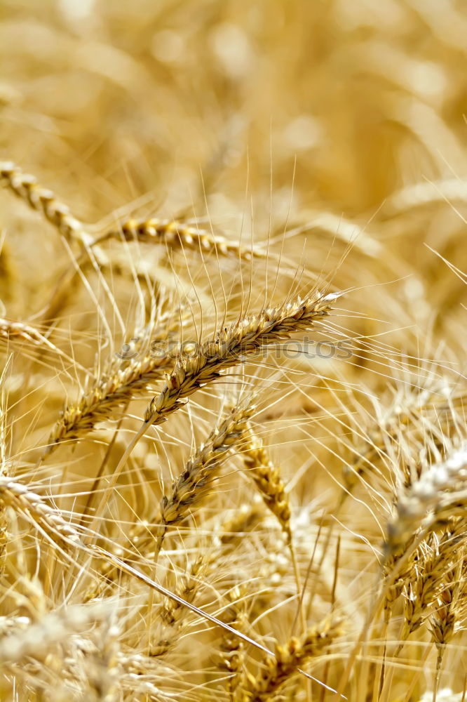 Similar – Stormy barley field III