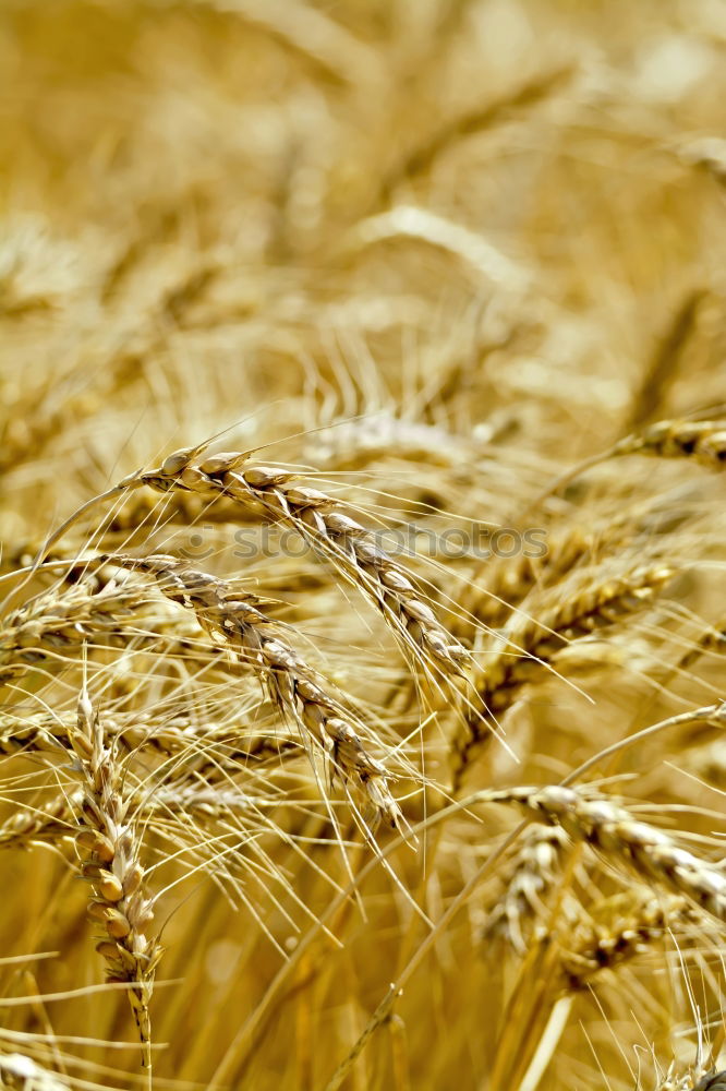 Similar – grain Wheat Field