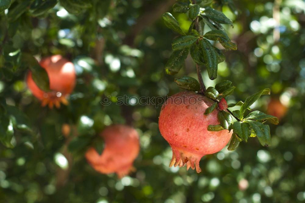 Similar – Sweet fruits Fruit Orange