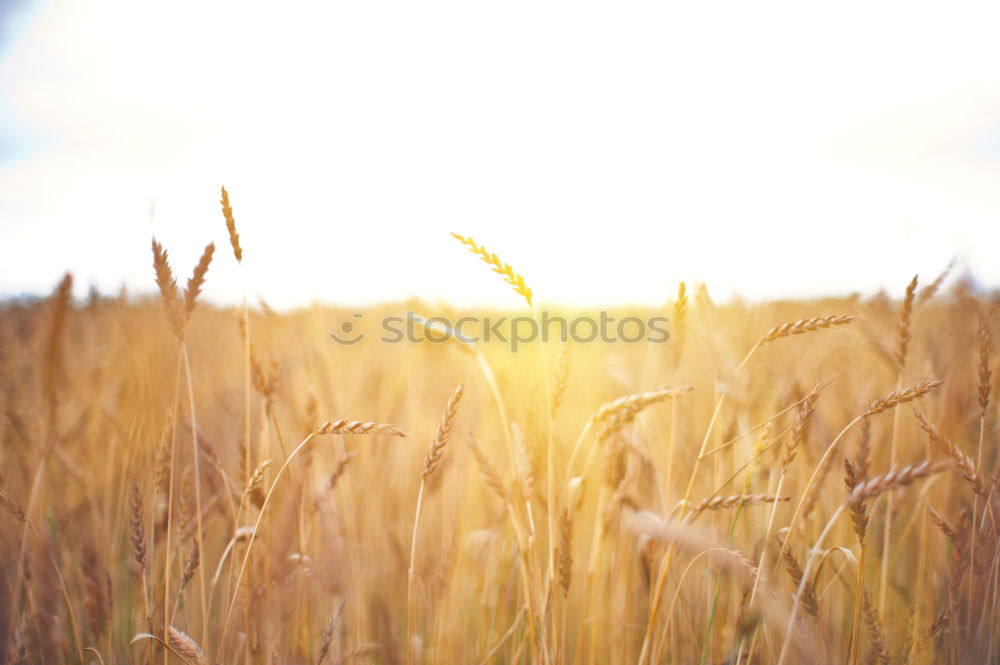 Similar – Golden ears of wheat on cereal field