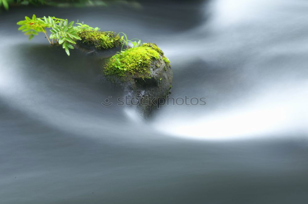 Similar – Image, Stock Photo garden world Environment