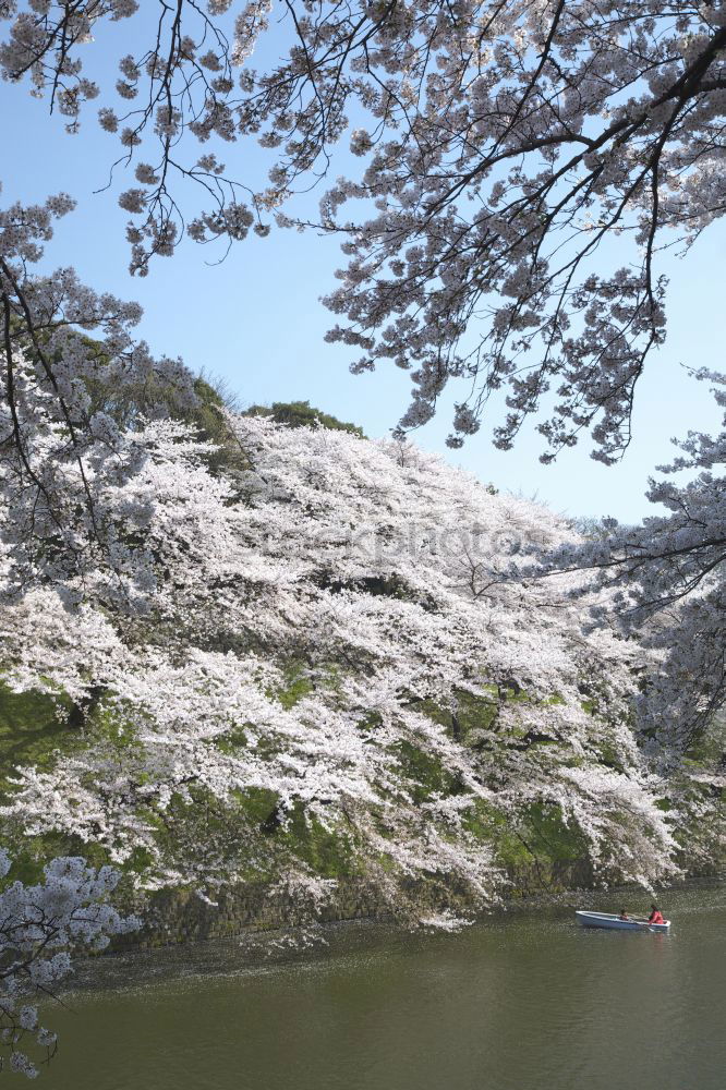 Similar – cherry blossoms #3 River