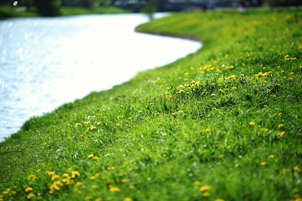 Similar – stalks Grass Meadow