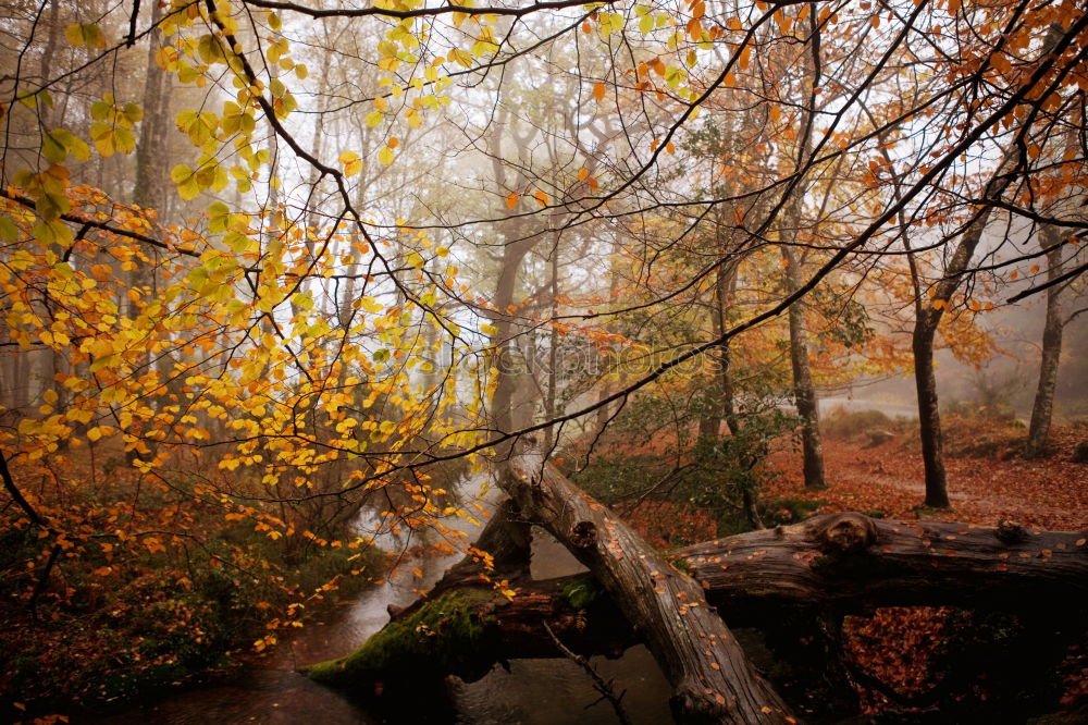 Image, Stock Photo Forest in autumn