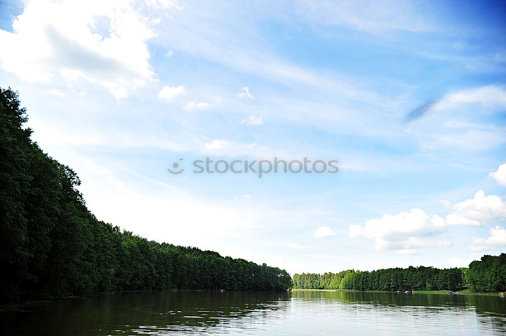 reflection Tree Wood