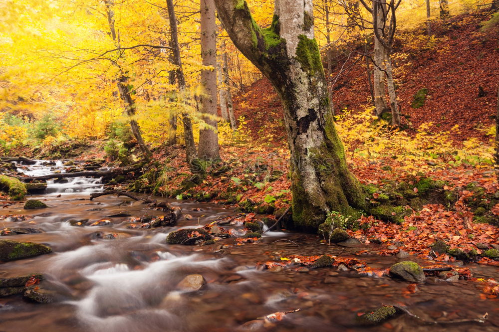 Similar – Image, Stock Photo River in autumn forest with colorful trees